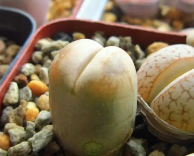 Lithops steineckeana Tischer : Real Live Succulent Lithops Pseudotruncatella Plant
