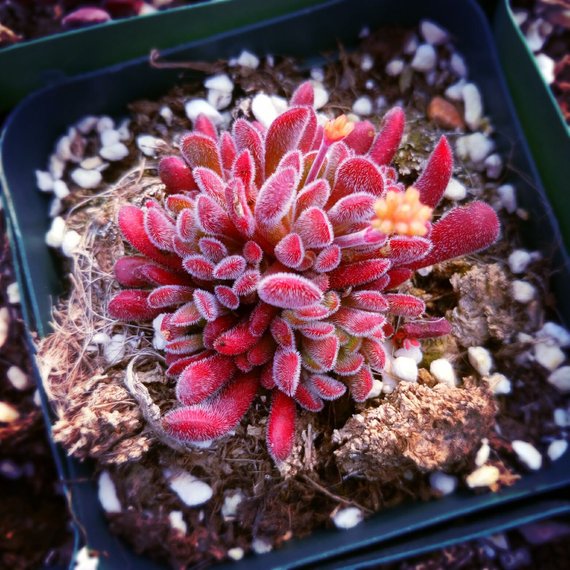 Real Live Succulent Cactus Plant : Crassula pubescens ssp. pubescens