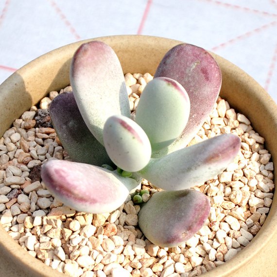 Real Live Succulent Cactus Plant : Cotyledon orbiculata cv