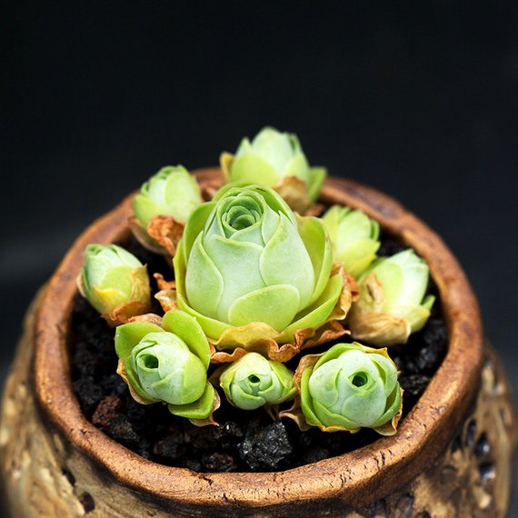 Real Live Succulent Cactus Plant : Aeonium dodrantale