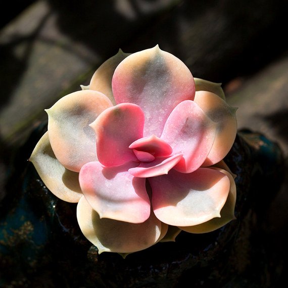 Real Live Succulent Cactus Plant : Echeveria Rainbow