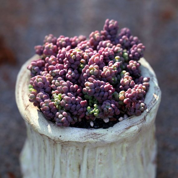 Real Live Succulent Cactus Plant : Sedum dasyphyllum 'Lilac Mound'