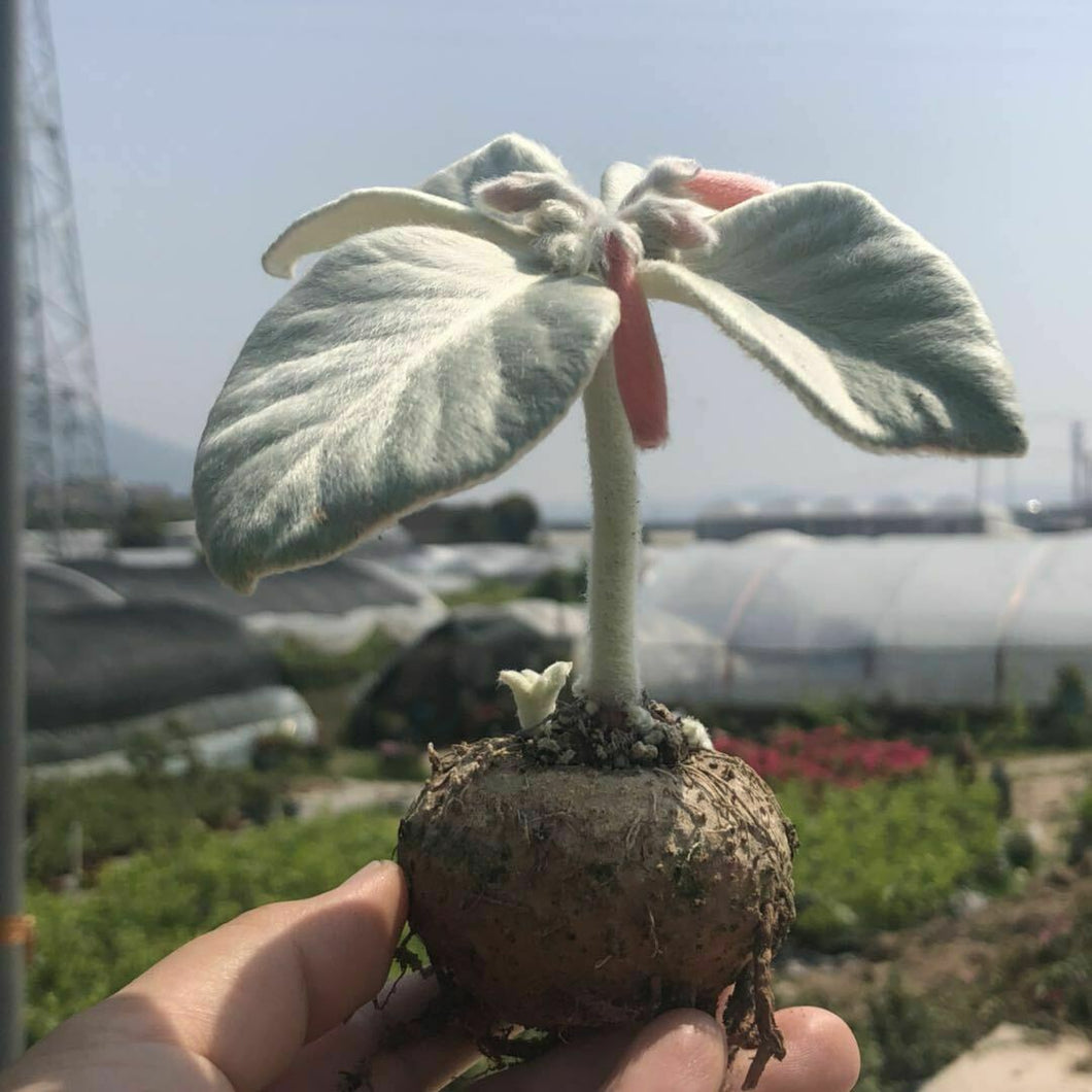 Real Live Succulent Cactus Plant :  Sinningia leucotricha Brazilian edelweiss