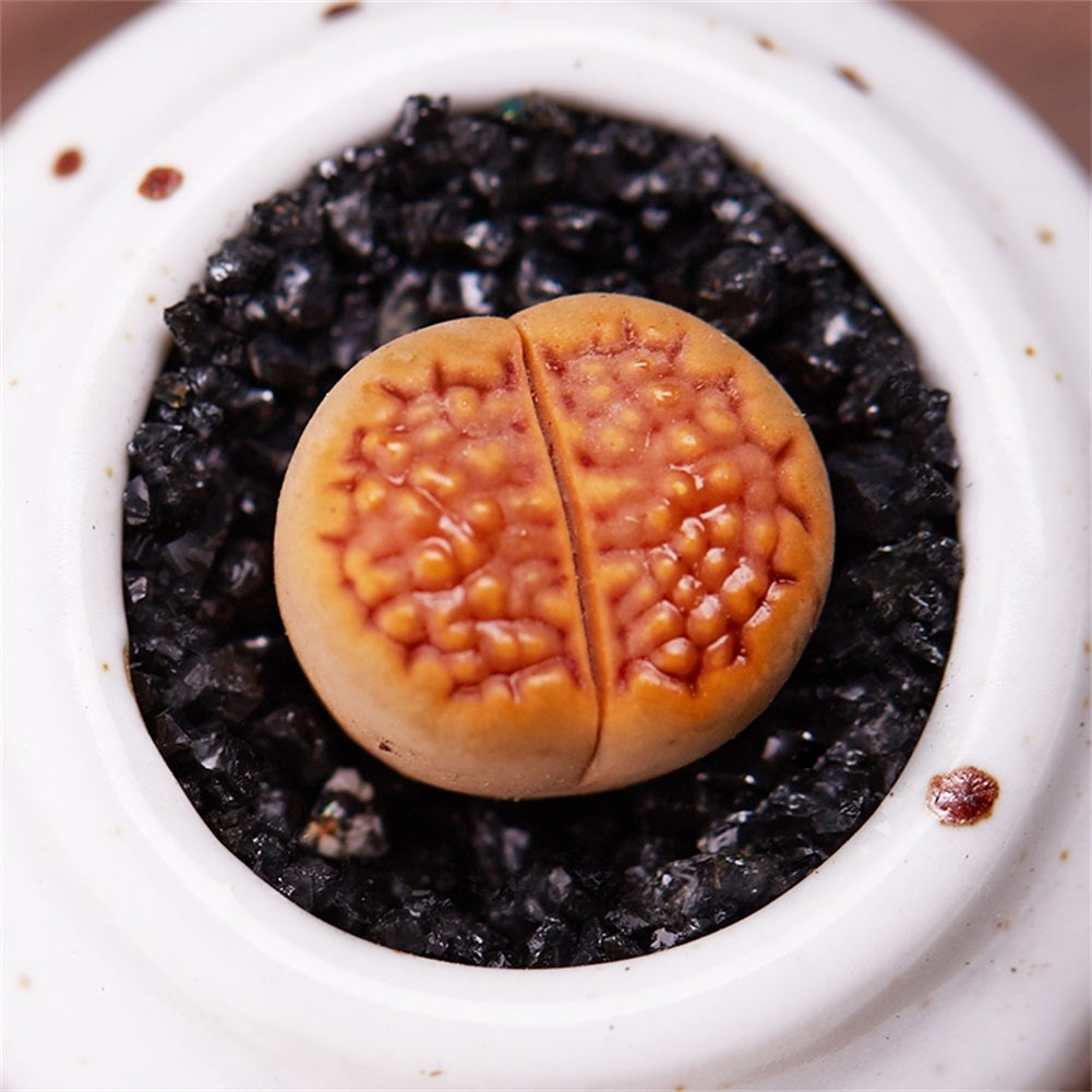 Live Succulent Lithops Cactus Pseudotruncatella Plant: hookeri
