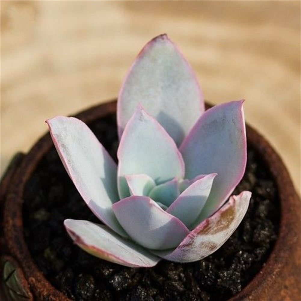 Real Live Succulent Cactus Plant : Echeveria cante Glass & Mendoza-Garcia