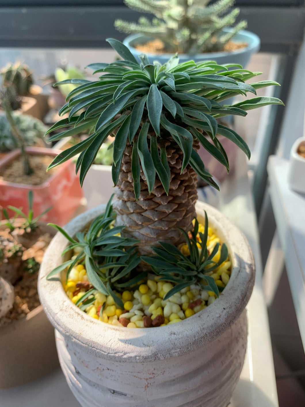 Real Live Succulent Cactus Plant :  Euphorbia Bupleurifolia 'Pine Cone Plant' Large Size