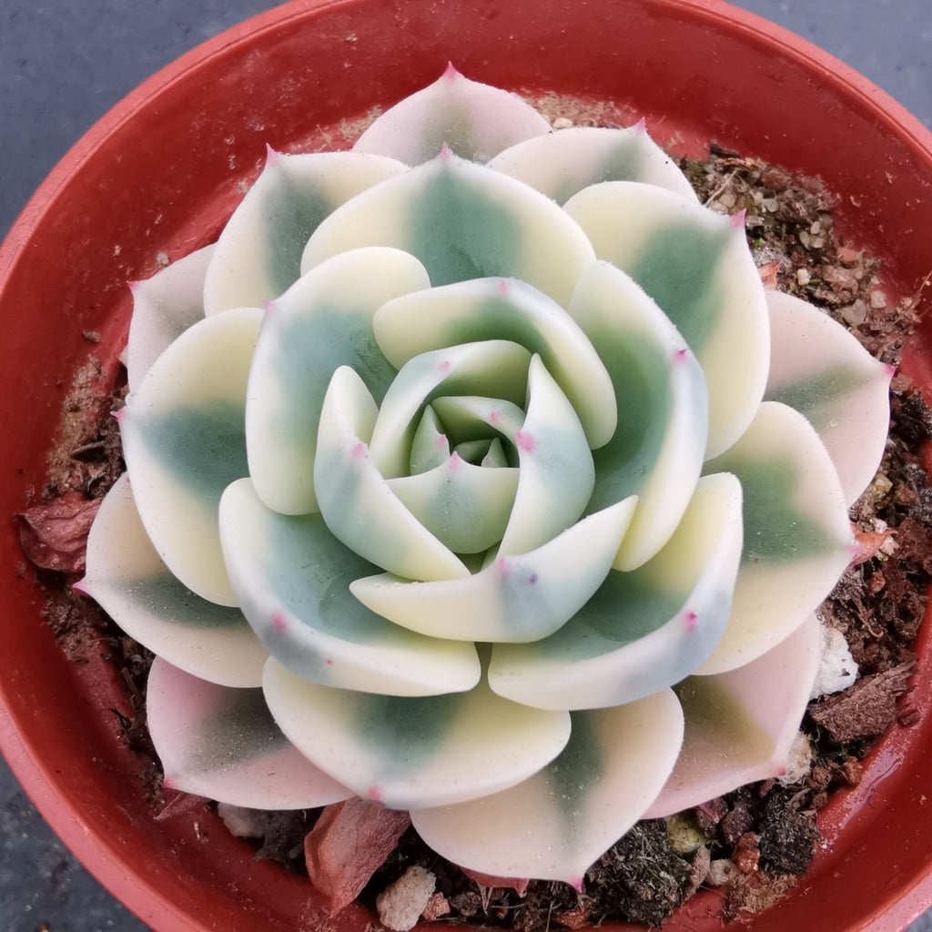 compton succulent Real Live Succulent Cactus Plant : Echeveria Lenore Dean Compton Carousel