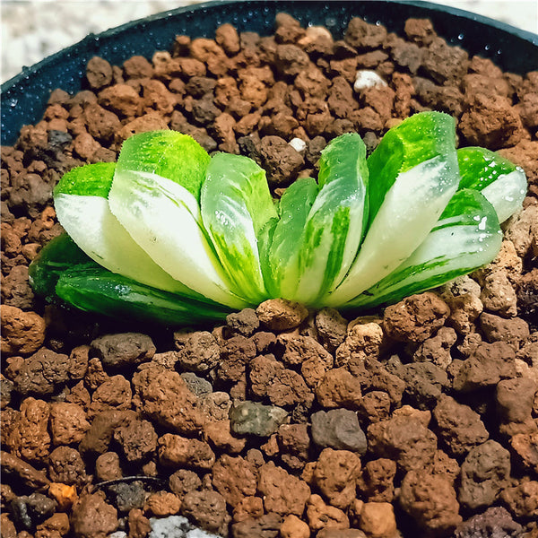 How to Care for and Cultivate Haworthia Truncata f. variegata