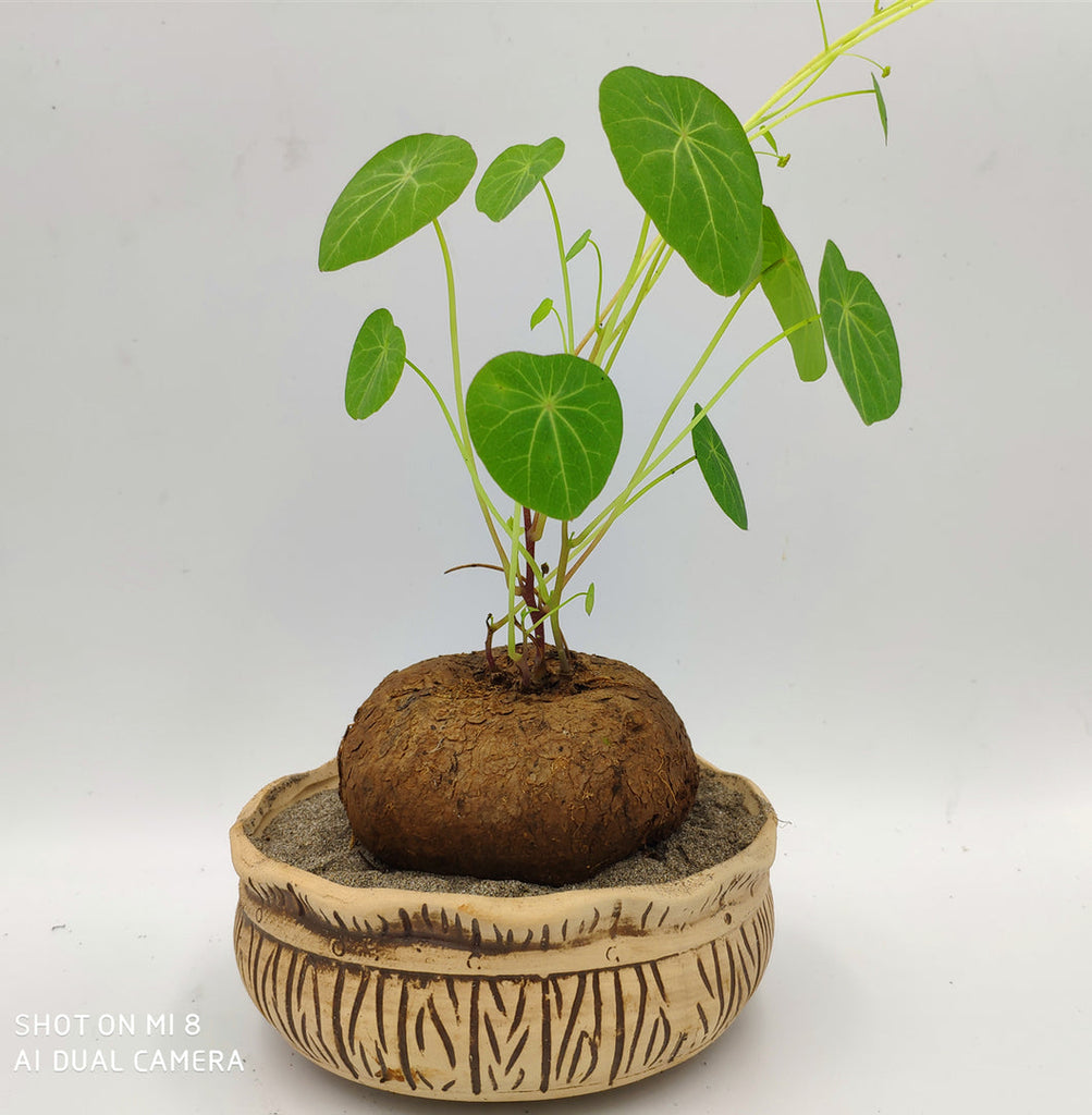 How to Care for and Cultivate Stephania Erecta – Succulent Zone