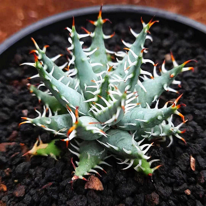 How to Care for and Cultivate Aloe Erinacea