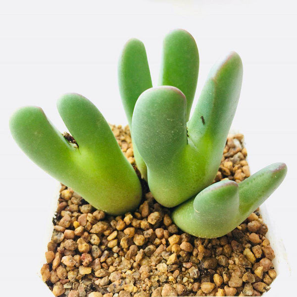 How to Care for and Cultivate Conophytum bilobum (Marloth) N.E.Br.
