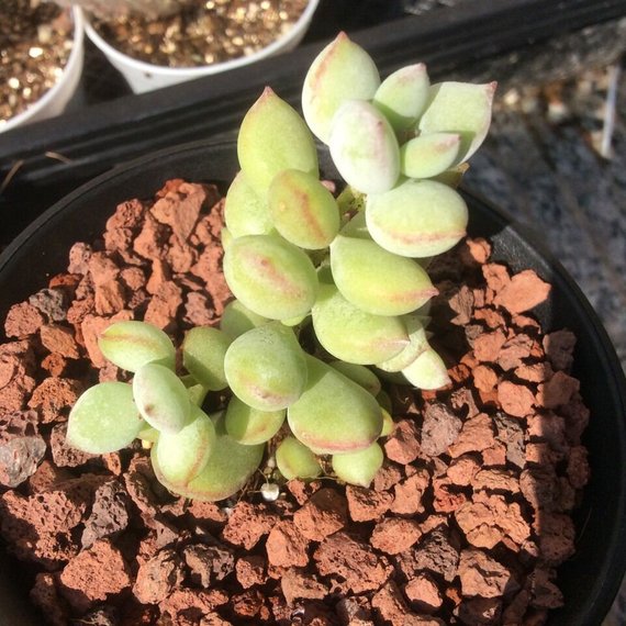 How to Care for and Cultivate Cotyledon pendens