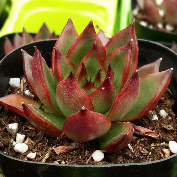 How to Care for and Cultivate Echeveria agavoides