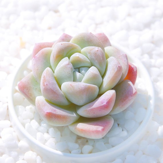How to Care for and Cultivate Echeveria 'Ice green'