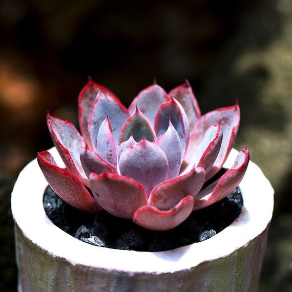 How to Care for and Cultivate Echeveria hera