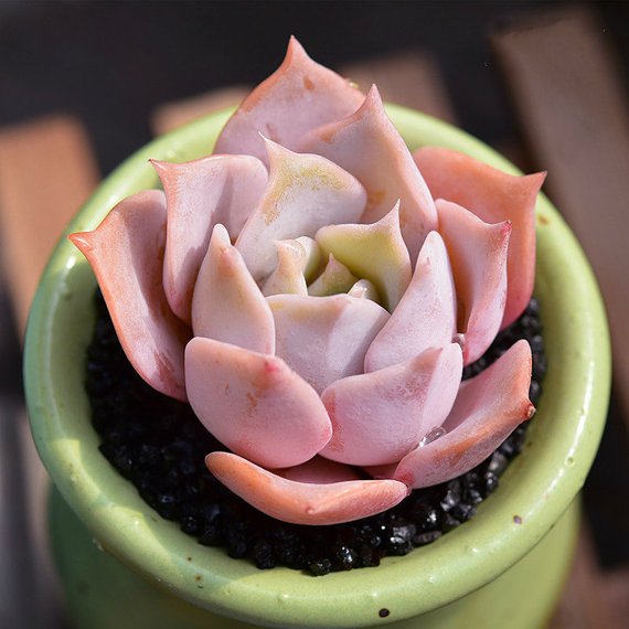 How to Care for and Cultivate Echeveria Lucila