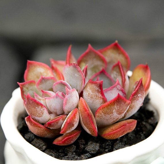 How to Care for and Cultivate Echeveria 'Dark Ice'
