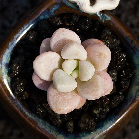 How to Care for and Cultivate Graptopetalum sp('Ellen')