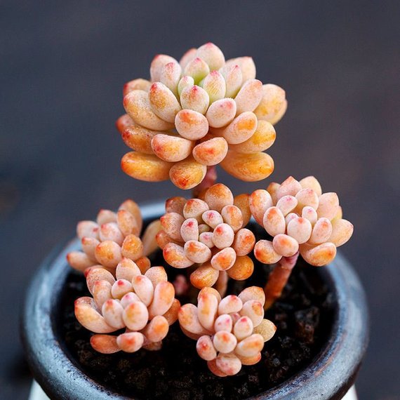 How to Care for and Cultivate Echeveria amoena 'Microcalyx'