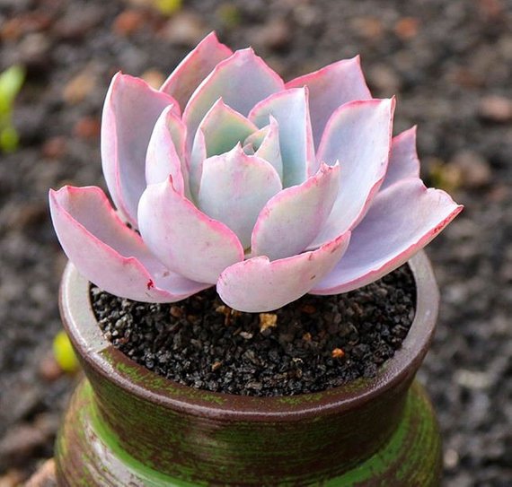 How to Care for and Cultivate Echeveria Afterglow