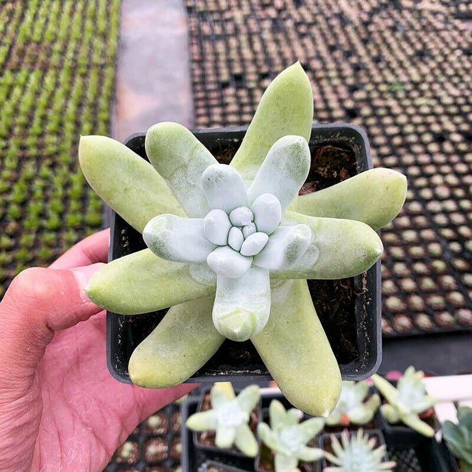 How to Care for and Cultivate Dudleya Pachyphytum Moran & M.Benedict