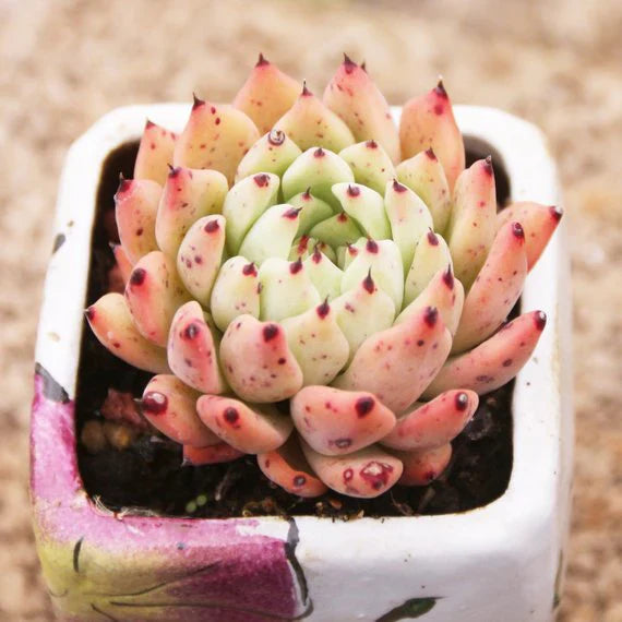 How to Care for and Cultivate Echeveria cuspidata var. zaragozae