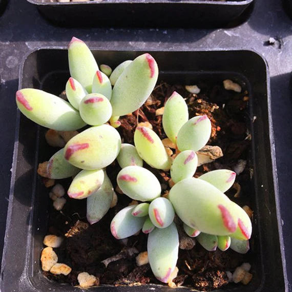 How to Care for and Cultivate Cotyledon orbiculata var.dinteri