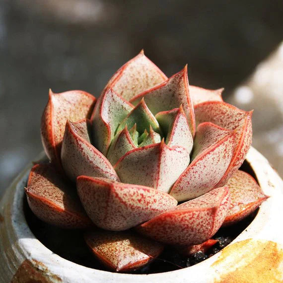 How to Care for and Cultivate Echeveria purpusorum