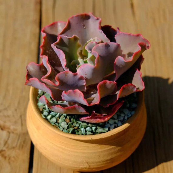 How to Care for and Cultivate Echeveria 'Takasago No Okina'