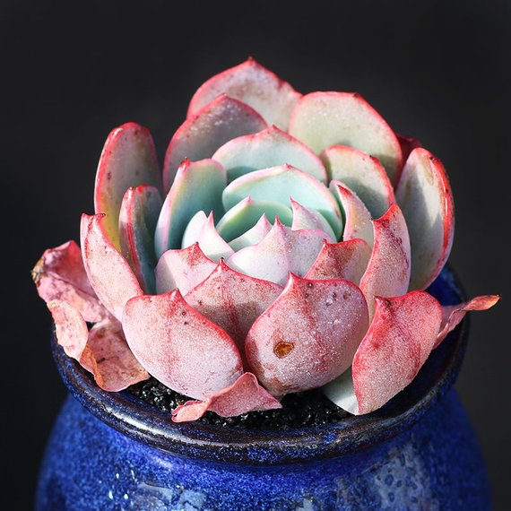 How to Care for and Cultivate Echeveria 'amistar'