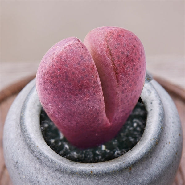 How to Care for and Cultivate Pleiospilos Royal Flush