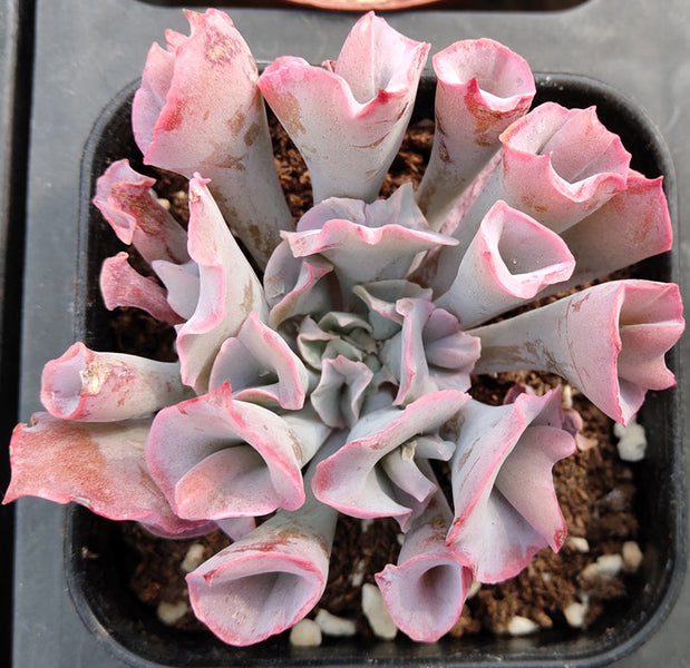 How to Care for and Cultivate Echeveria Trumpet Pinky