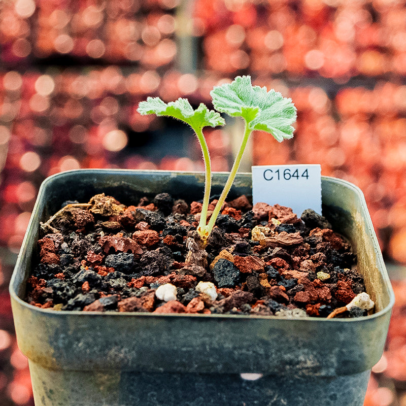 Pelargonium mirabile Dinter : Real Live Succulent Cactus Plant