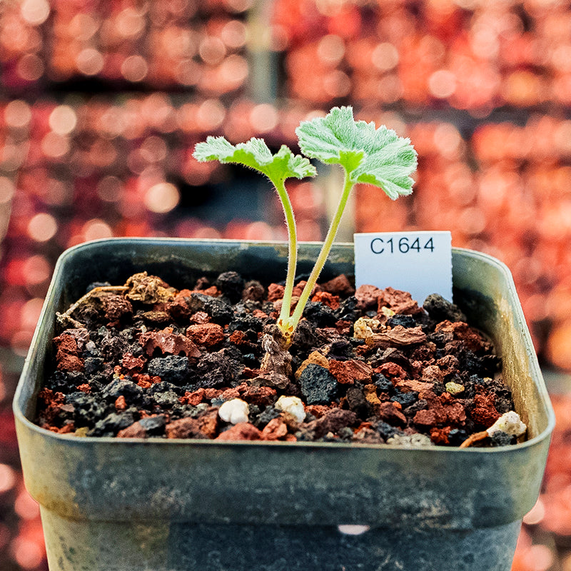 pelargonium succulent Pelargonium mirabile Dinter : Real Live Succulent Cactus Plant