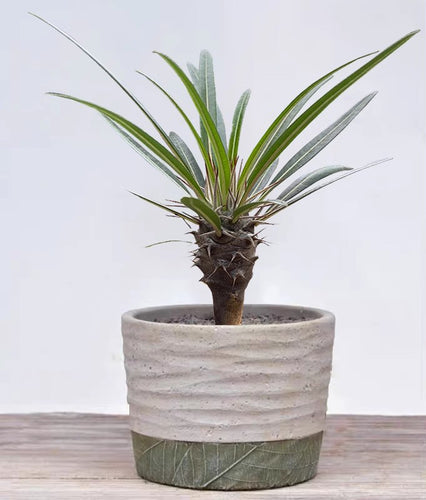 Pachypodium geayi Const. et Boiss : Real Live Succulent Cactus Plant
