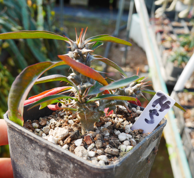 euphorbia succulent Euphorbia rossii Rauh. et Buchloh : Real Live Succulent Cactus Plant