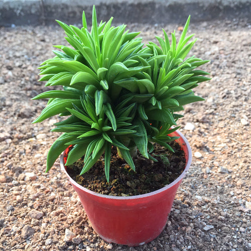 Peperomia sp. : Real Live Succulent Cactus Plant