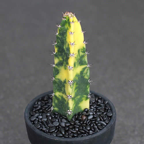 Echinopsis pachanoi (Br. et R.) Fried. et Row.  'Variegated' : Real Live Succulent Cactus Plant