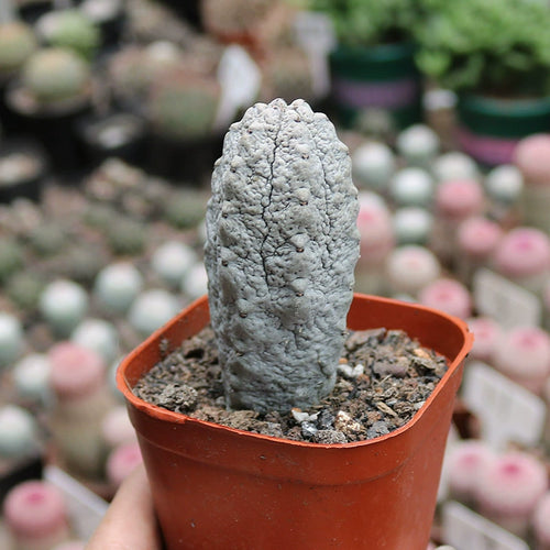 Euphorbia abdelkuri Balf. f. : Real Live Succulent Cactus Plant