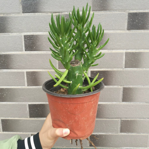 Austrocylindropuntia subulata 'Minor' : Real Live Succulent Cactus Plant
