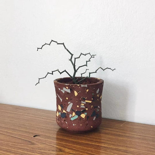 Decarya madagascariensis Choux : Real Live Succulent Cactus Plant