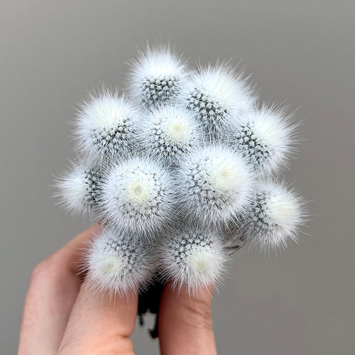 Parodia scopa (Spreng.) N. P. Taylor var. albispinus : Real Live Succulent Cactus Plant