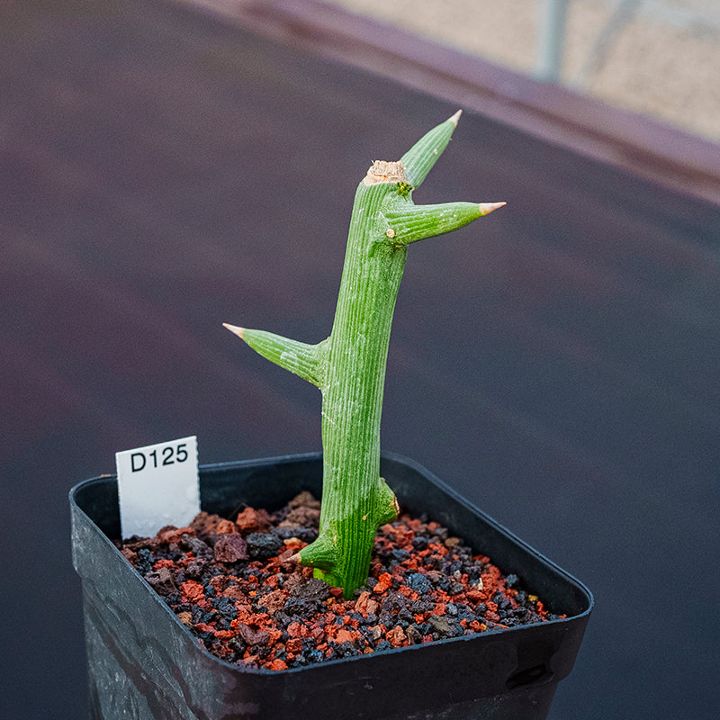 Adenia glososa Engl. : Real Live Succulent Cactus Plant