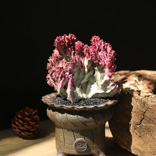 Euphorbia lactea 'Albavariegata Cristata' : Real Live Succulent Cactus Plant