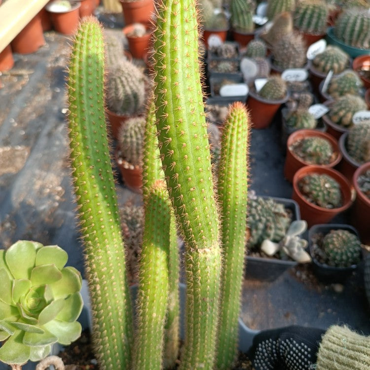 cactus con Cleistocactus samaipatanus (Cardenas) D. R. Hunt : Real Live Succulent  Cactus Plant