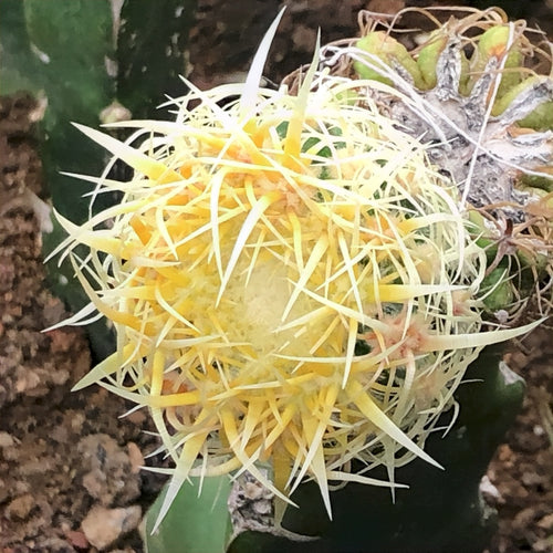 Echinocactus grusonii var. intertextus Y. Itô : Real Live Succulent Cactus Plant