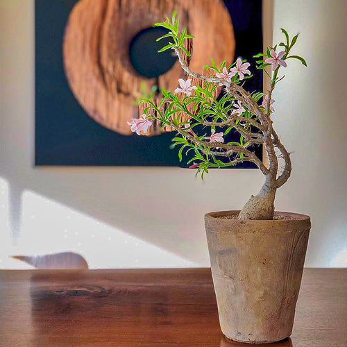 Pachypodium succulentum Steud. : Real Live Succulent Cactus Plant