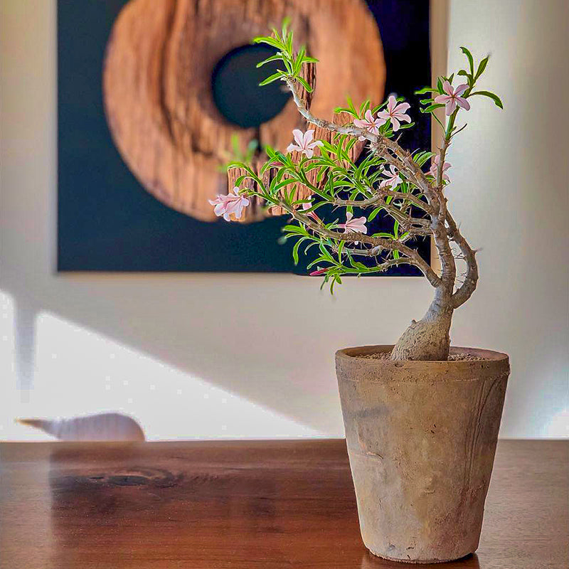 pachypodium succulent Pachypodium succulentum Steud. : Real Live Succulent Cactus Plant