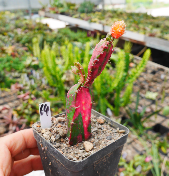 Hylocalycium singulare G. D. Rowl. : Real Live Succulent Cactus Plant