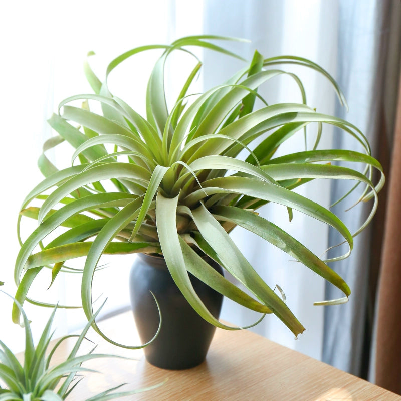 live cactus indoor plant Tillandsia capitata Griseb. : Real Live Succulent Cactus Plant – Succulent  Zone